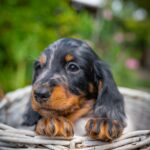 Michael-male-miniature-dachshund-puppy-for-sale- (6)