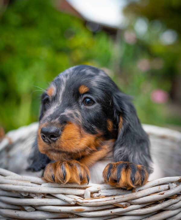 Michael Miniature Dachshund Michael Miniature Dachshund