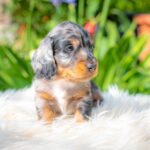 Michael-male-miniature-dachshund-puppy-for-sale- (6)