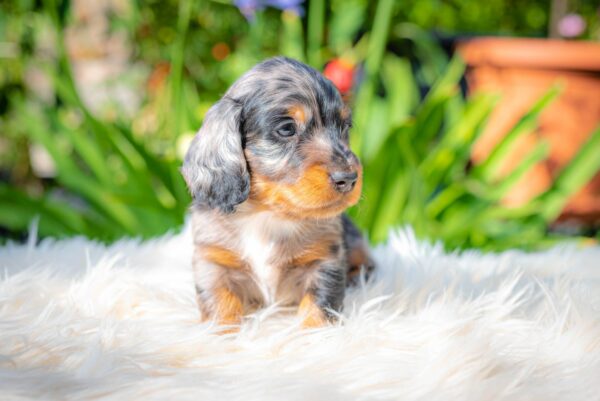 Michael Miniature Dachshund Michael Miniature Dachshund