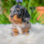 Michael-male-miniature-dachshund-puppy-for-sale- (7)