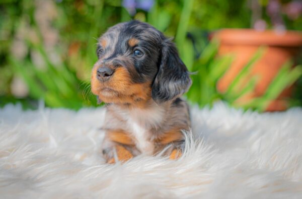 Michael Miniature Dachshund Michael Miniature Dachshund