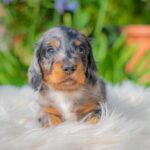 Michael-male-miniature-dachshund-puppy-for-sale- (8)