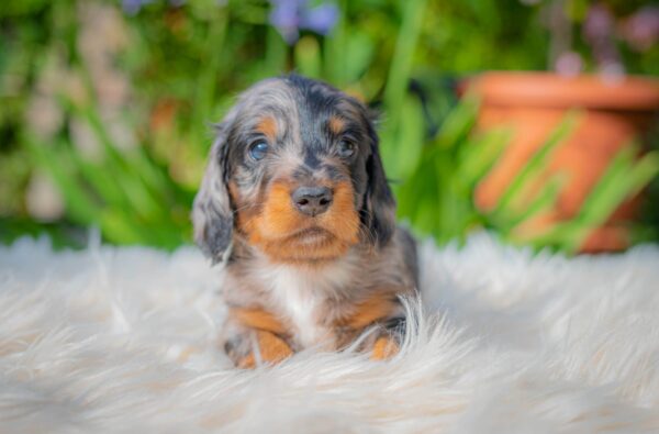 Michael Miniature Dachshund Michael Miniature Dachshund