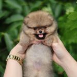 Milly-female-Pomeranian-puppy-for-sale-1