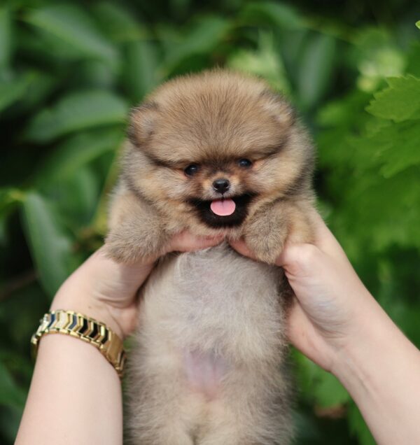 Milly Pomeranian Milly Pomeranian