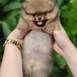 Milly-female-Pomeranian-puppy-for-sale-2