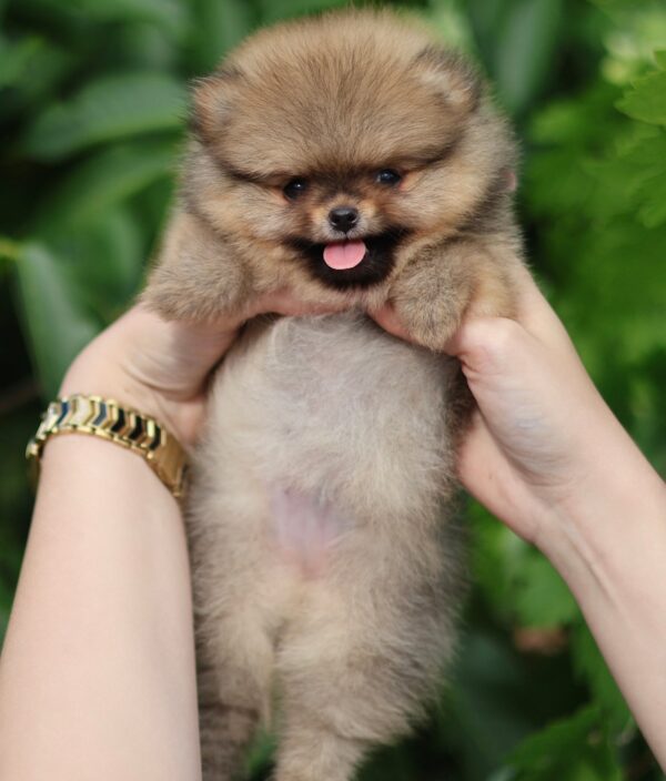 Milly Pomeranian Milly Pomeranian