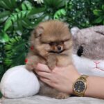 Milly-female-Pomeranian-puppy-for-sale-3
