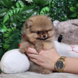 Milly Pomeranian Milly Pomeranian