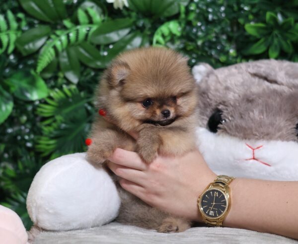 Milly Pomeranian Milly Pomeranian