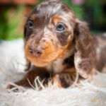 Molly-female-miniature-dachshund-puppy-for-sale- (1)