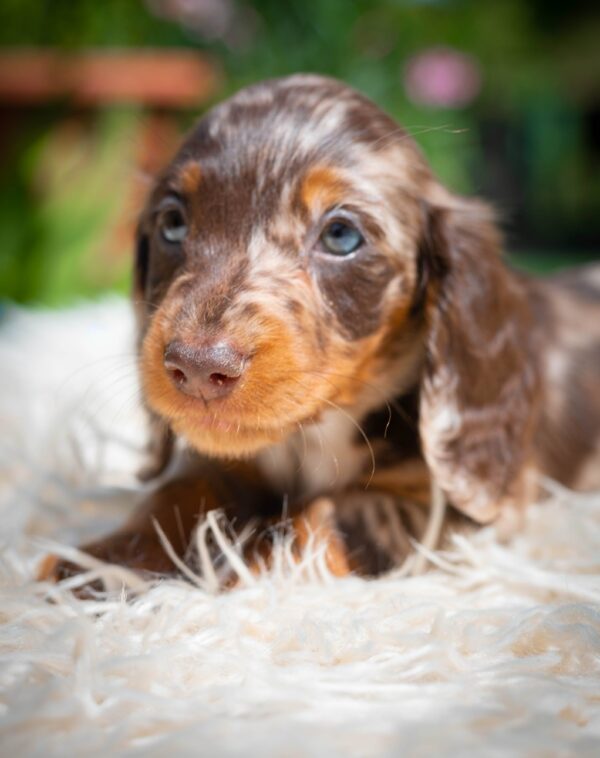 Molly Miniature Dachshund Molly Miniature Dachshund