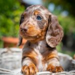 Molly-female-miniature-dachshund-puppy-for-sale- (2)