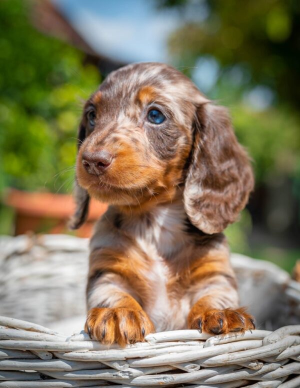 Molly Miniature Dachshund Molly Miniature Dachshund