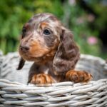 Molly-female-miniature-dachshund-puppy-for-sale- (3)