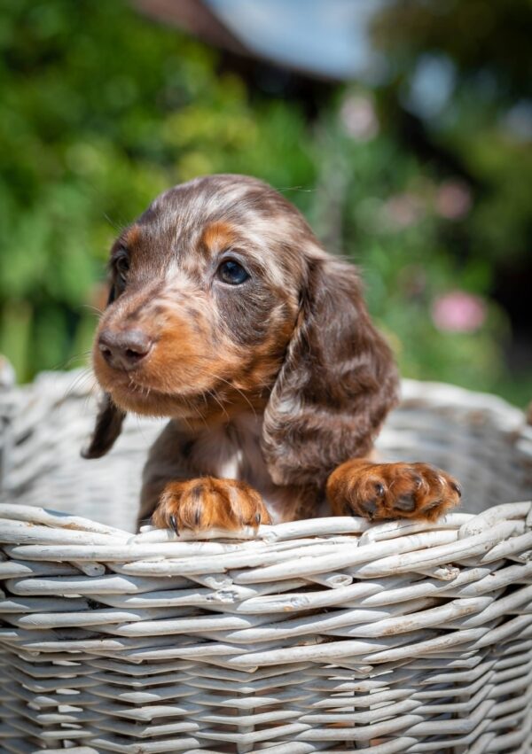 Molly Miniature Dachshund Molly Miniature Dachshund