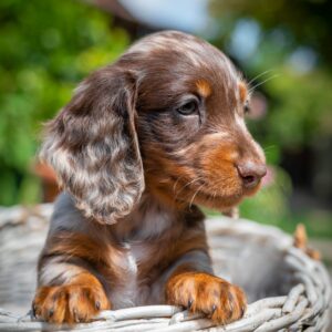 Molly Miniature Dachshund Molly Miniature Dachshund