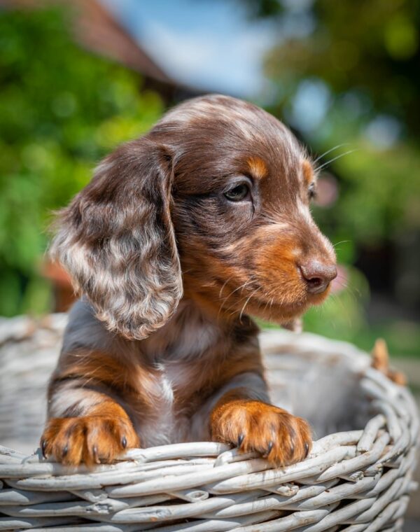Molly Miniature Dachshund Molly Miniature Dachshund