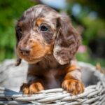 Molly-female-miniature-dachshund-puppy-for-sale- (5)