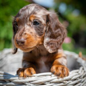 Molly Miniature Dachshund Molly Miniature Dachshund