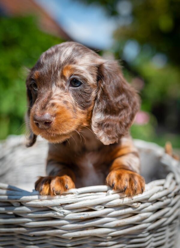 Molly Miniature Dachshund Molly Miniature Dachshund