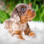 Molly-female-miniature-dacshund-puppy-for-sale- (1)