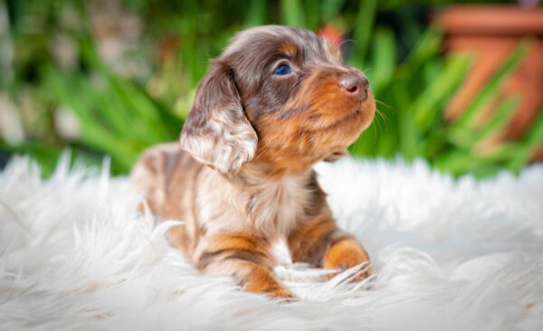 Molly Miniature Dachshund Molly Miniature Dachshund