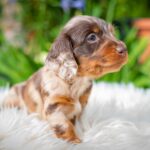 Molly-female-miniature-dacshund-puppy-for-sale- (2)