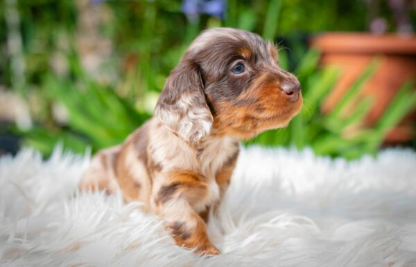 Molly Miniature Dachshund Molly Miniature Dachshund