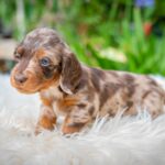 Molly-female-miniature-dacshund-puppy-for-sale- (3)