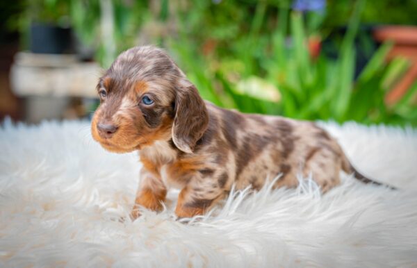 Molly Miniature Dachshund Molly Miniature Dachshund