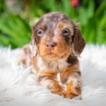Molly-female-miniature-dacshund-puppy-for-sale- (4)