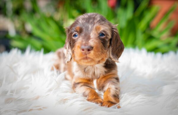 Molly Miniature Dachshund Molly Miniature Dachshund