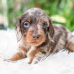 Molly-female-miniature-dacshund-puppy-for-sale- (5)