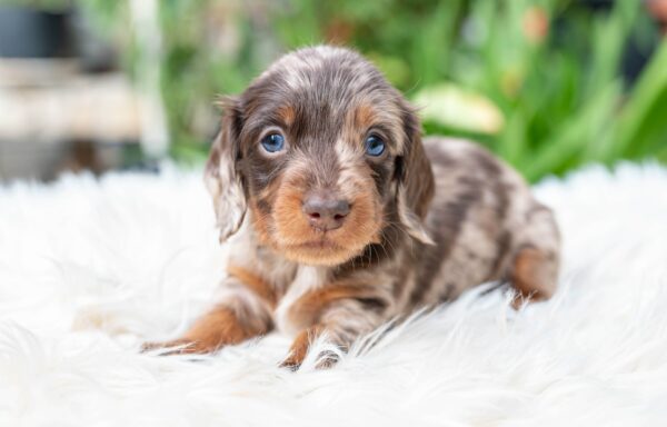 Molly Miniature Dachshund Molly Miniature Dachshund