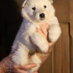 Mr-Black-WSS-puppy-for-sale- (1)