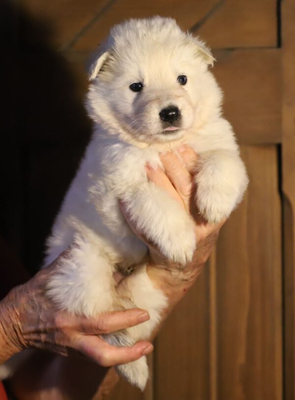 Mr Black White Swiss Shepherd Mr Black White Swiss Shepherd