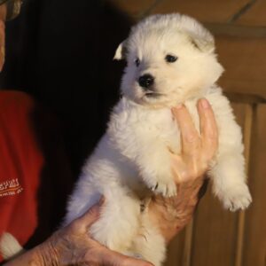 Mr Black White Swiss Shepherd Mr Black White Swiss Shepherd