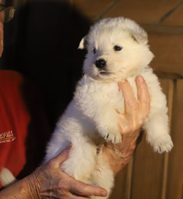 Mr Black White Swiss Shepherd Mr Black White Swiss Shepherd