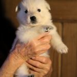 Mr-Green-WSS-puppy-for-sale- (1)