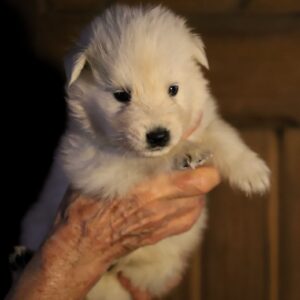 Mr Green White Swiss Shepherd Mr Green White Swiss Shepherd