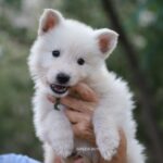 Mr-Green-male-wss-puppy-for-for-sale-