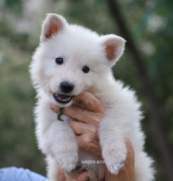 Mr Green White Swiss Shepherd Mr Green White Swiss Shepherd