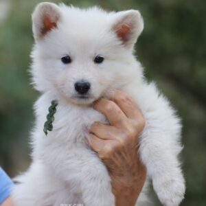 Ms Pink White Swiss Shepherd Ms Pink White Swiss Shepherd