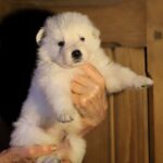 Ms-Pink-female-wss-puppy-for-sale- (1)