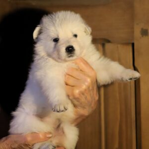 Ms Pink White Swiss Shepherd Ms Pink White Swiss Shepherd