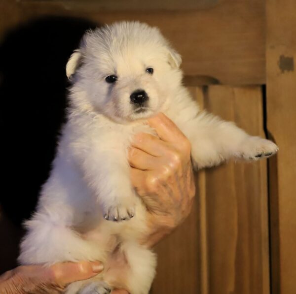 Ms Pink White Swiss Shepherd Ms Pink White Swiss Shepherd