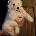 Ms-Pink-female-wss-puppy-for-sale- (2)