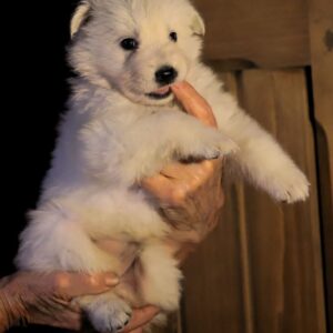 Ms Pink White Swiss Shepherd Ms Pink White Swiss Shepherd